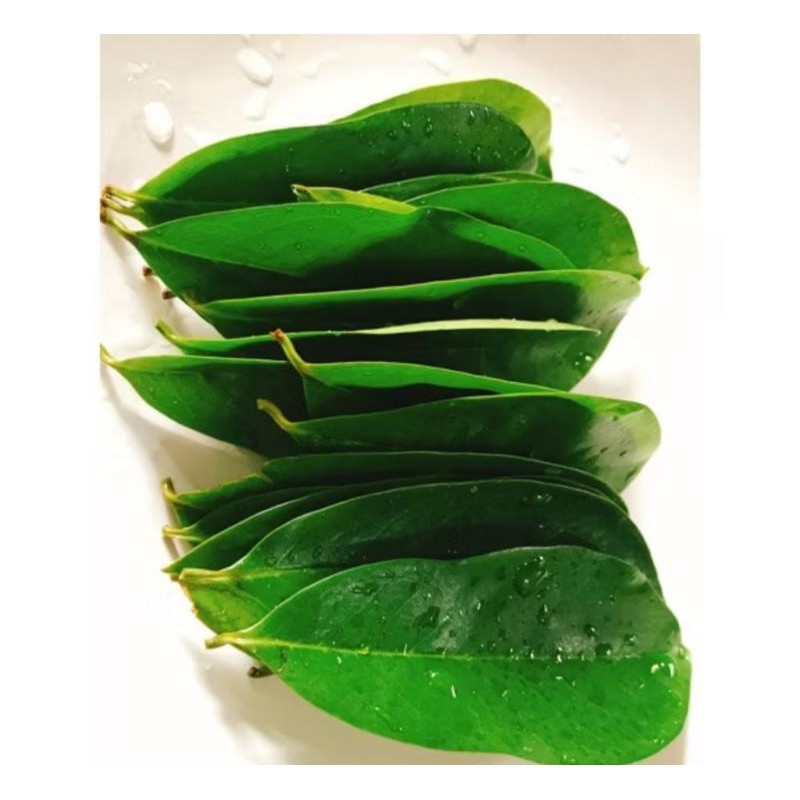 

Daun sirsak Fress organik baru petik sirsak segar 50 lembar Alam Herbal 28