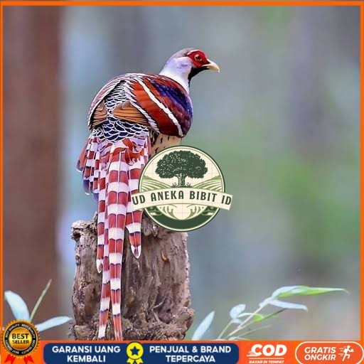 

Telur ayam hias ringneck hume's pheasant fertil untuk ditetaskan UD ANEKA BIBIT ID
