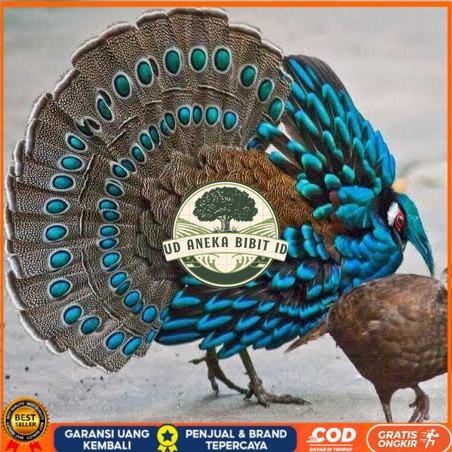 

Telur ayam hias ringneck palawan pheasant fertil bisa ditetaskan Langsung UD ANEKA BIBIT ID