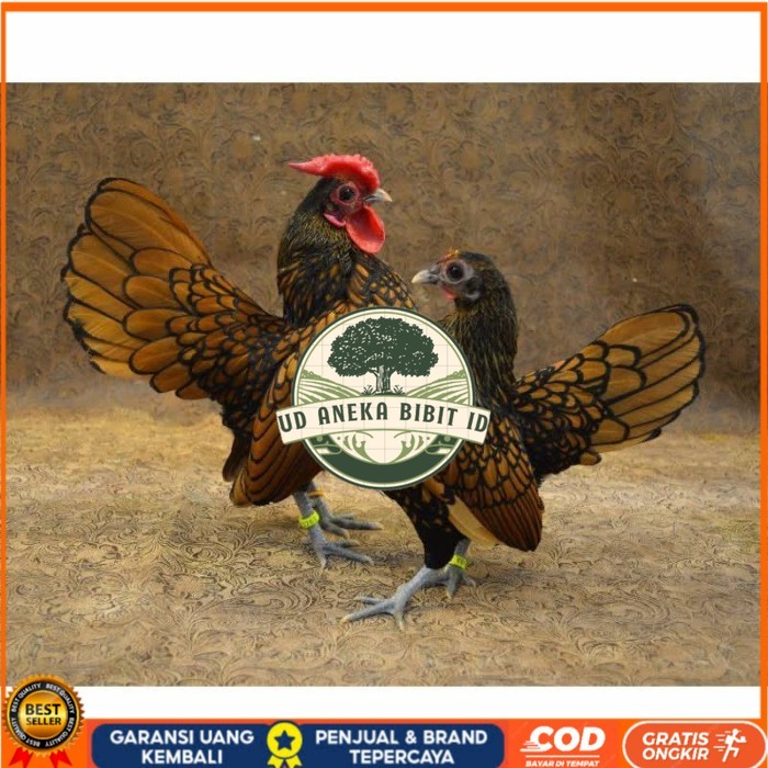 

Telur ayam serama kate batik kanada telur ayam hias fertil siap kirim UD ANEKA BIBIT ID