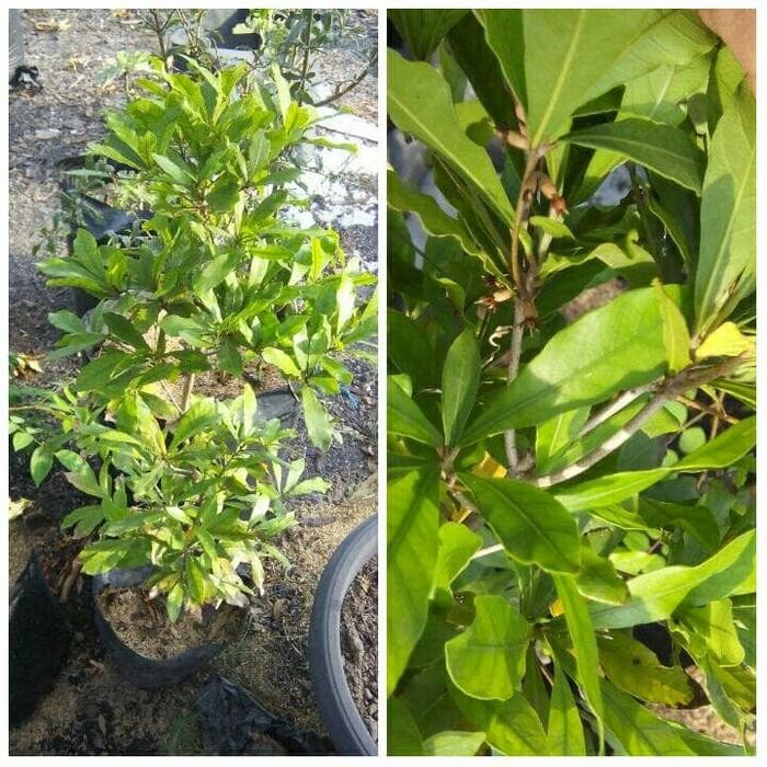 miracle fruit berbunga