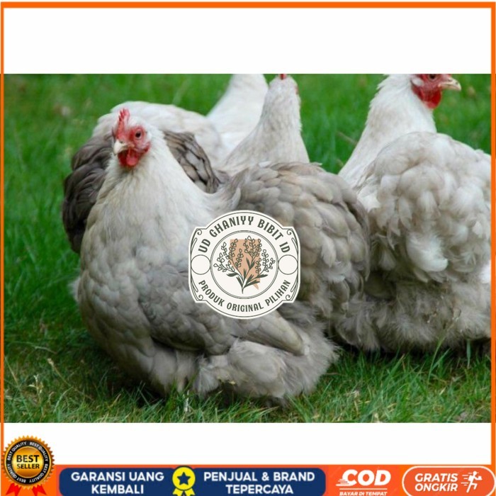 

Telur ayam hias bantam chocin fertil siap ditetaskan - bantam chocin UD GHANIYY BIBIT ID