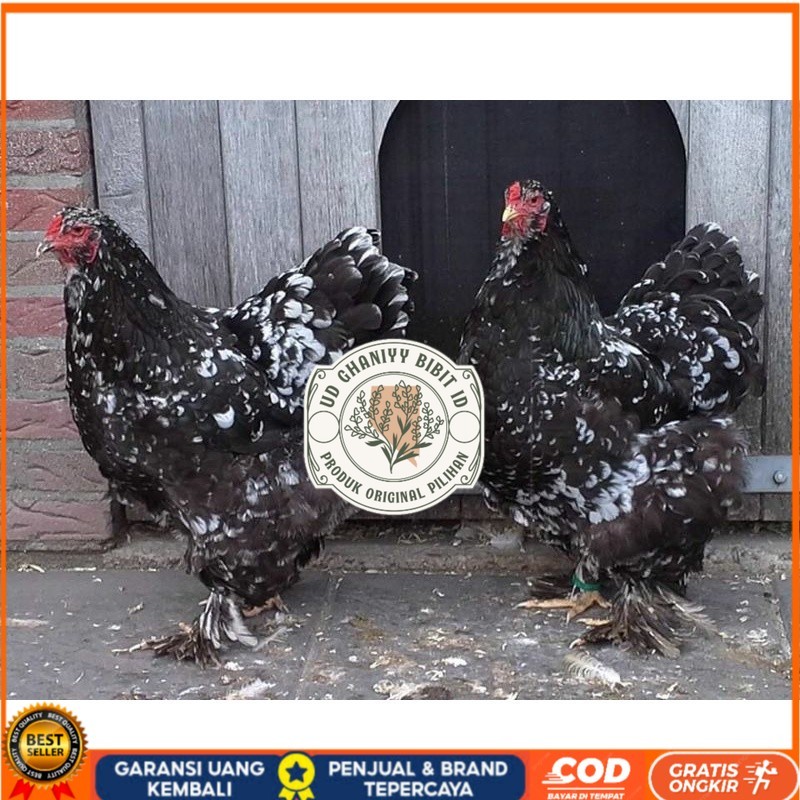 

TELUR AYAM HIAS BRAHMA BLACK MOTTLED UNTUK DI TETASKAN UD GHANIYY BIBIT ID