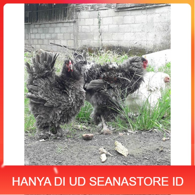 

TELUR AYAM HIAS BRAHMA BULU WALIK / AYAM BRAHMA FRIZEL UNTUK DI TETASKAN UD SEANASTORE ID