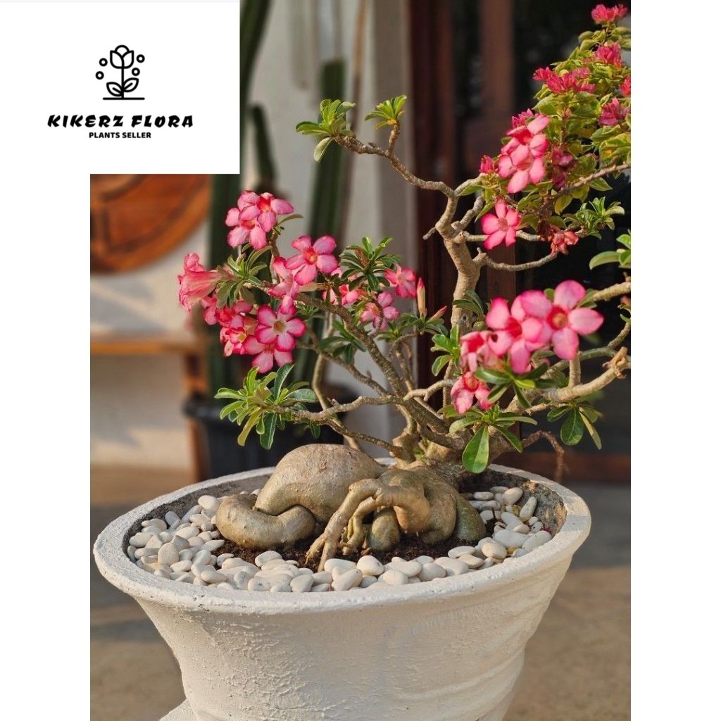 PROMO Bunga Kamboja Jepang Hidup cendrawasih - Adenium Tumpuk Bonggol Besar - bibit tanaman bonsai K