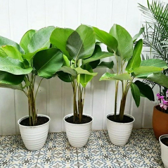 TANAMAN HIAS indoor calathea lutea/pisang pisangan /free pot putih