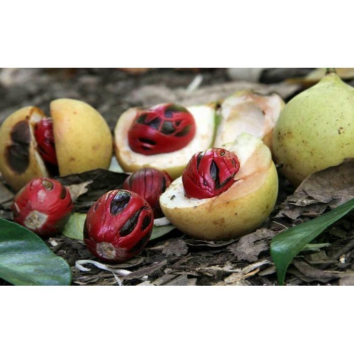 BIJI BUAH PALA KHUSUS BIBIT 1KG