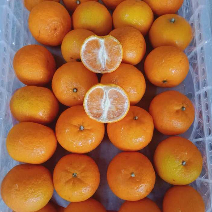 

JERUK MANDARIN WOGAN