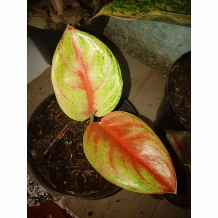 AGLONEMA EMERALD ANAKAN TANAMAN HIAS AGLONEMA EMERAL