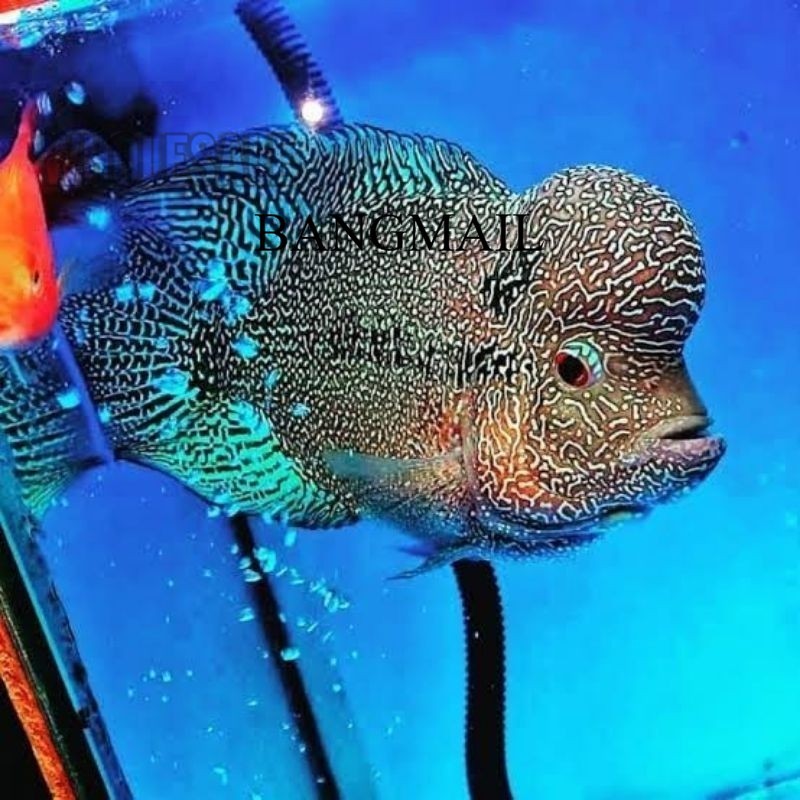 Burayak louhan Cencu line series JATIM