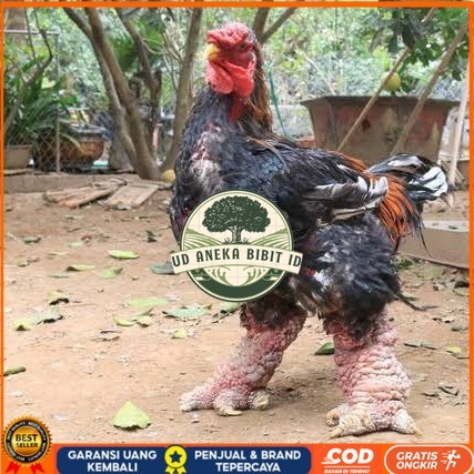 

Telur ayam dong tao / telur ayam hias / telur fertil siap kirim UD ANEKA BIBIT ID