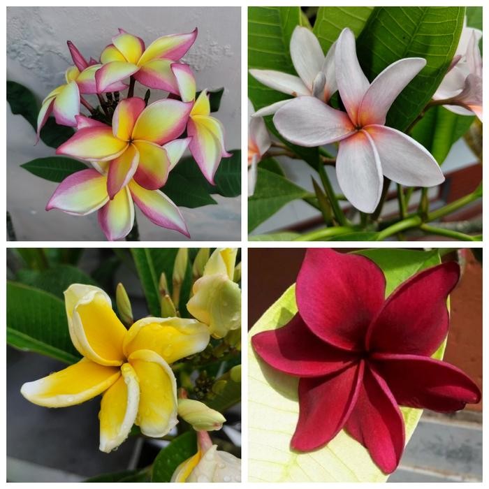 Stek Batang Kamboja Plumeria paket PJ35