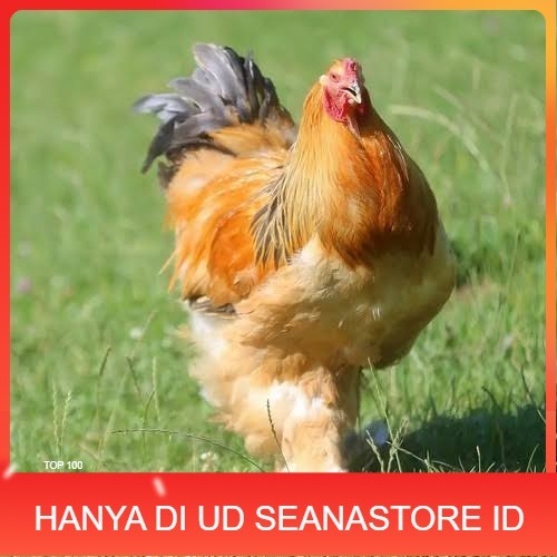 

Telur ayam brahma jumbo / telur ayam hias / telur fertil siap kirim UD SEANASTORE ID