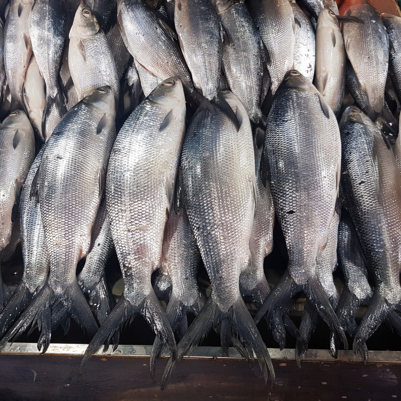 

Ikan Bandeng Segar 1Kg