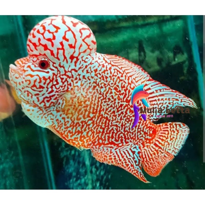 Pemanis Aquarium burayak ikan louhan gb x cencu muti kasar 2cm beli 5 gratis 1 Bisa COD