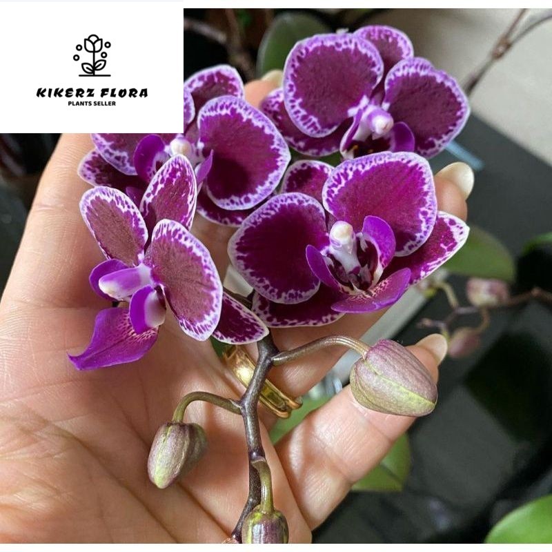 ANGGREK BULAN SPIKE TAIWAN