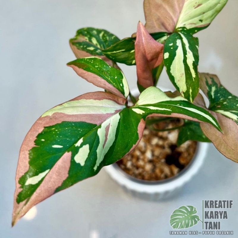 Tanaman hias syngonium red spot tricolor - Syngonium tricolor