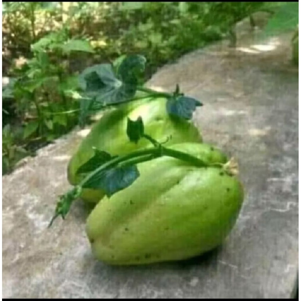 

bibit labu benih/ waluh siam