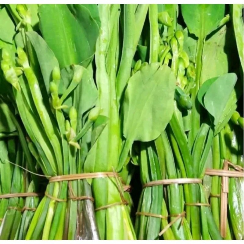 

sayuran genjer segar 300gram isi banyak