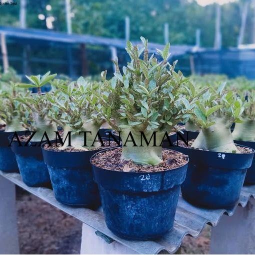 Bibit Tanaman Hias Adenium Cabang seribu - adenium arabicum - adenium - kamboja jepang - adenium per