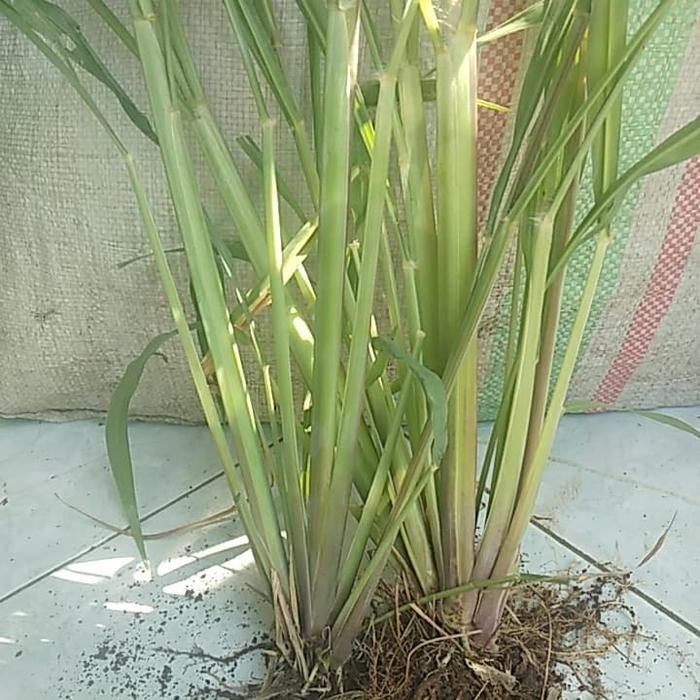 Rumput Odot segar baru petik pakan marmut kelinci kura kura kambing