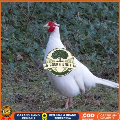 

Telur ayam hias ringneck white pheasant fertil untuk ditetaskan UD ANEKA BIBIT ID