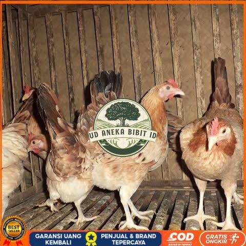 

Telur ayam elba petelur handal siap ditetaskan - telur-ayam-elba UD ANEKA BIBIT ID