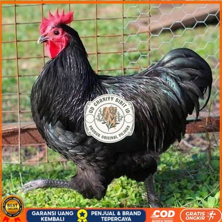 

Telur ayam black australorp / telur ayam hias / telur fertil siaptetas UD GHANIYY BIBIT ID