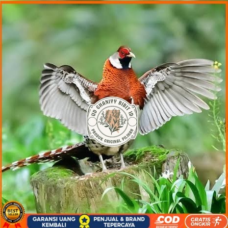 

Telur ayam hias ringneck elliot pheasant fertil untuk ditetaskan UD GHANIYY BIBIT ID