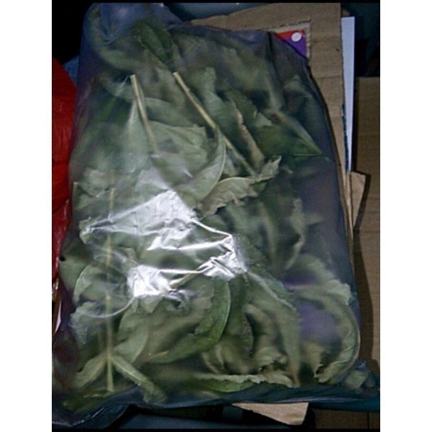 

250 gram daun sungkai kering-herbal penambah imun dan pencegah vir rus M_H_A