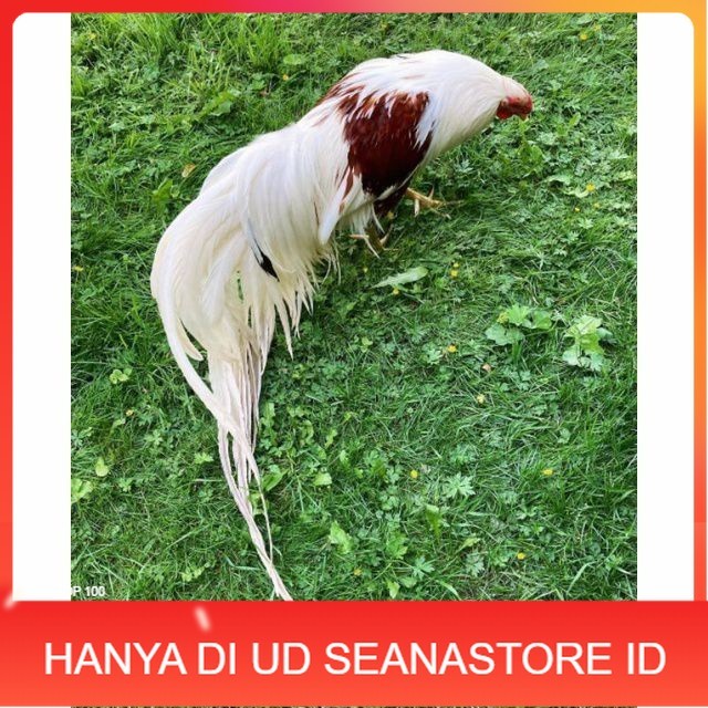 

Telur ayam hias yokohama fertil untuk ditetaskan Langsung UD SEANASTORE ID