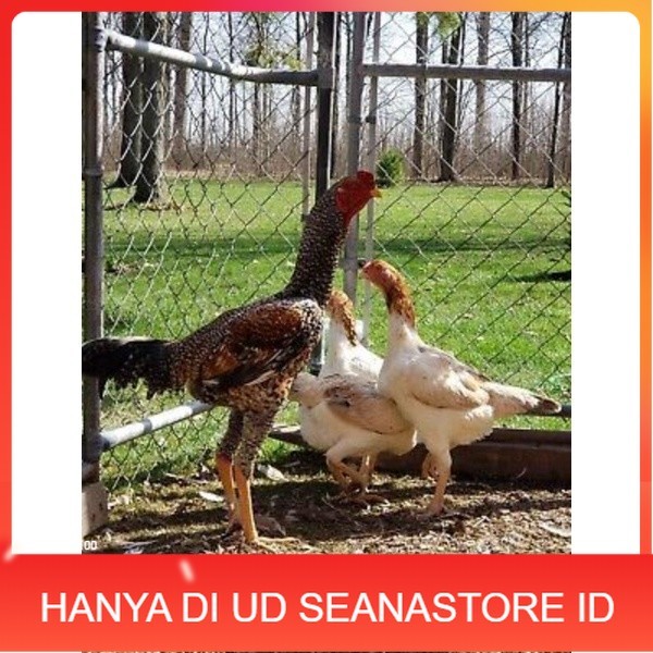 

TELUR AYAM GORILA LAYER PETELUR UNTUK DI TETASKAN UD SEANASTORE ID