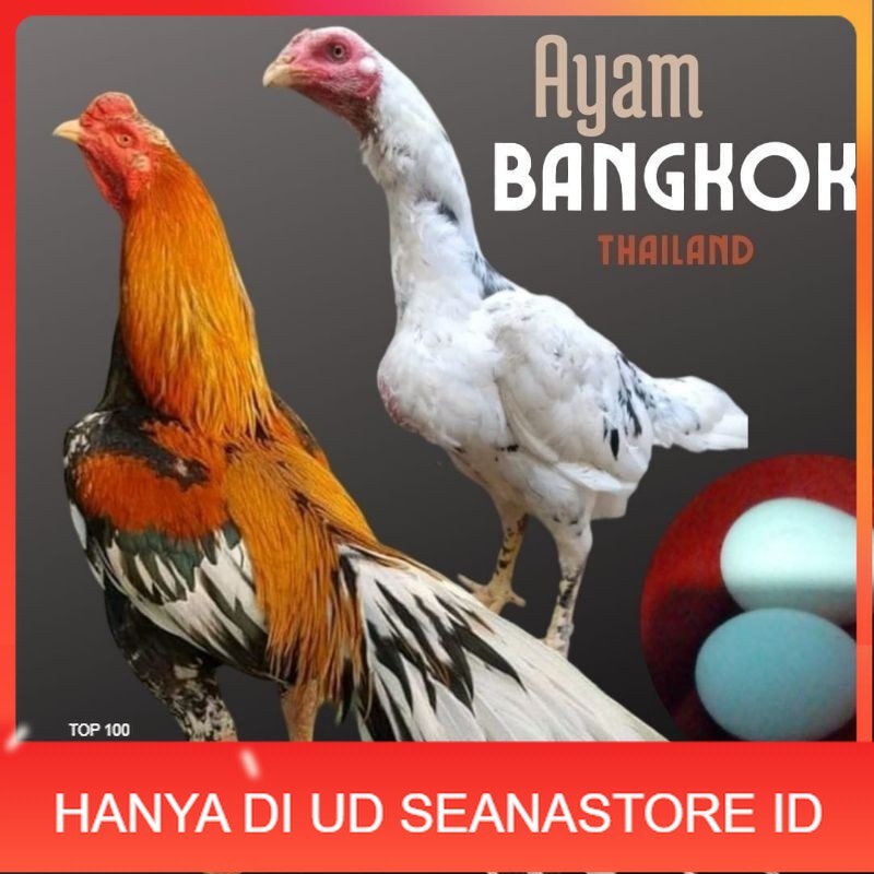 

telur ayam bangkok petarung bisa untuk di tetaskan UD SEANASTORE ID