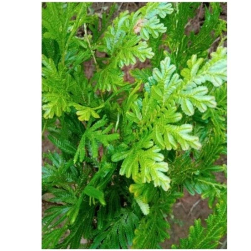 

COD Obat herbal anti kanker daun ceker ayam segar 200grm AF