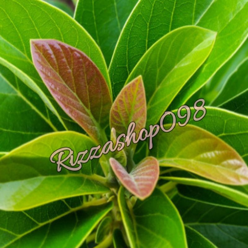 

daun alpukat anti sakit perut 100 lembar