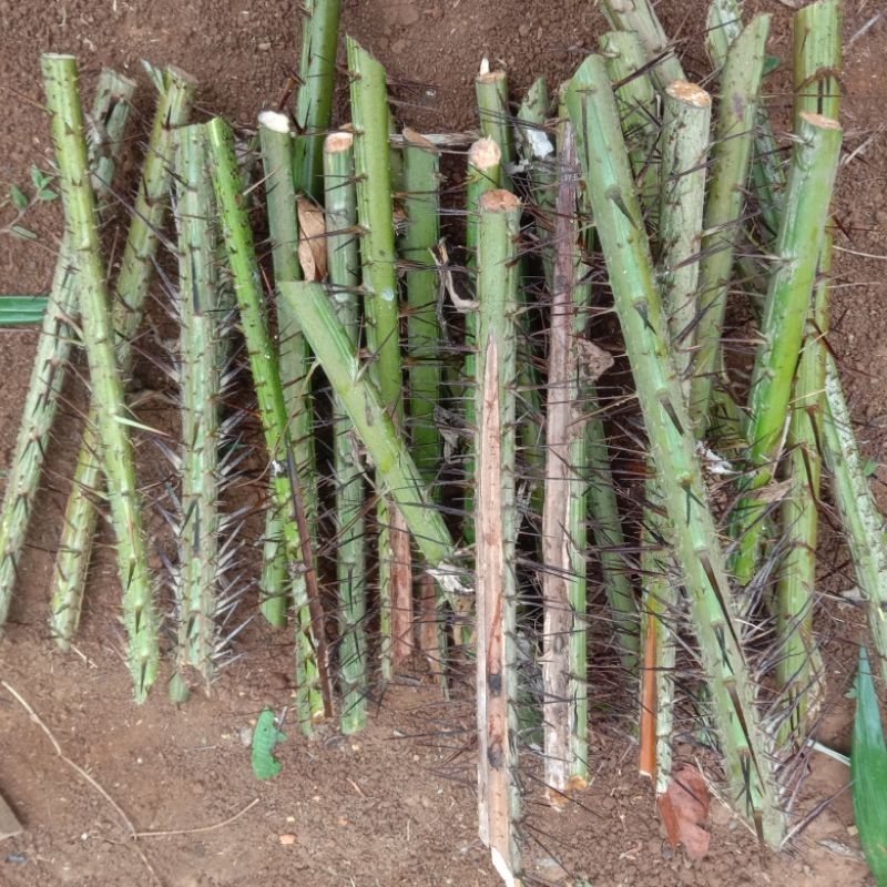 

batang duri pohon salak DN