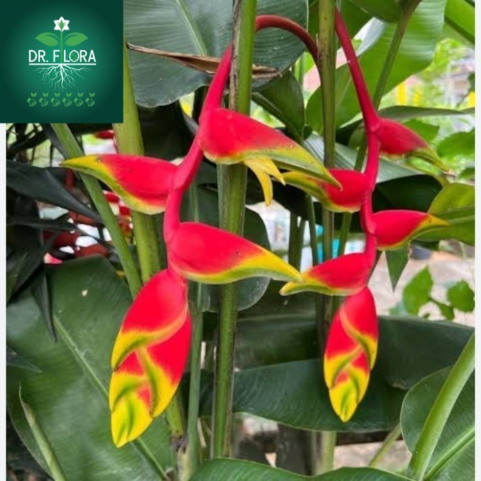 tanaman hias pisang betet - heliconia betet