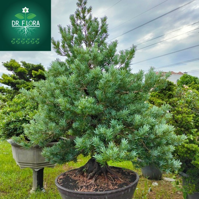 tanaman hias bonsai lohansung silver blue ice batang besar