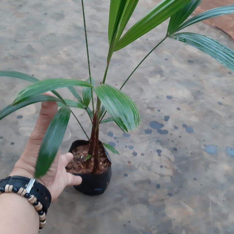 Bibit pohon tanaman waregu palem waregu/ pohon Kawung aren mini hias AM YL