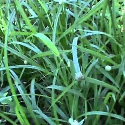 

New Promo Promo Rumput Teki Segar - fresh Lestari_Desaku