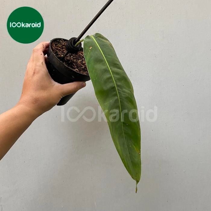 Tanaman Hias Philodendron Patriciae / Philo Patriciae Ekonomis