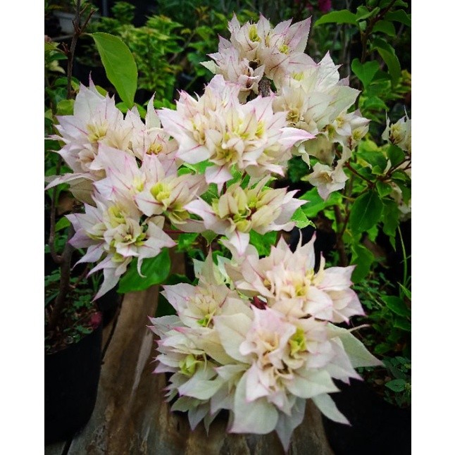 Bougenville Hawai Putih, Bougenville Cherry Blossom COD