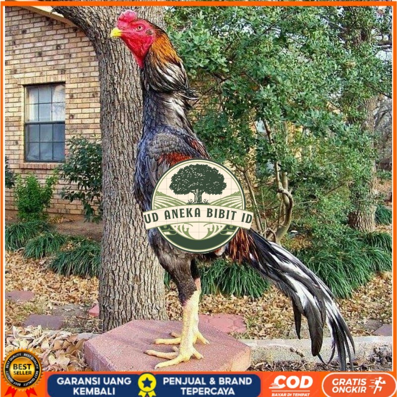 

OSHAMO EROPA FERTIL FRESH UD ANEKA BIBIT ID