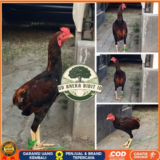 

Telur ayam tukung / telur ayam hias / telur fertil untuk ditetaskan UD ANEKA BIBIT ID