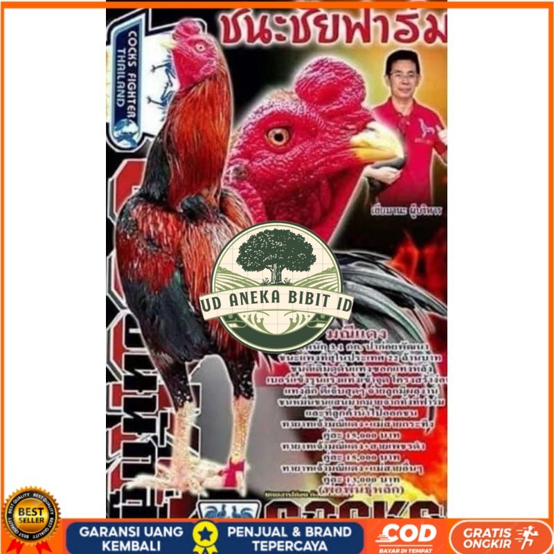 

Telur fertil ayam pakhoy trah maneedaeng / COD UD ANEKA BIBIT ID