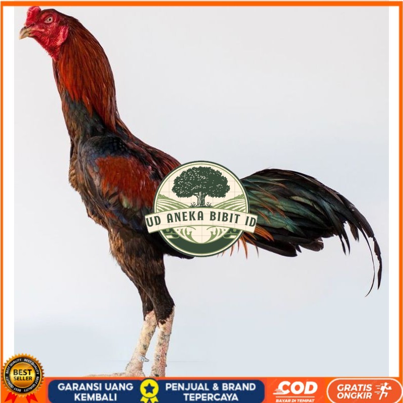 

PAMA IQ TELUR FERTIL PROMO BESAR" AN UD ANEKA BIBIT ID