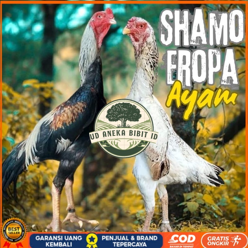 

telur ayam shamo eropa ori petarung bisa untuk di tetaskan UD ANEKA BIBIT ID