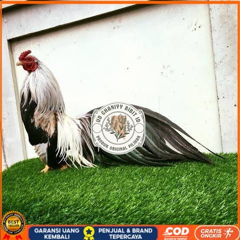 

Telur ayam hias ga tre than chau fertil siap ditetaskan Langsung UD GHANIYY BIBIT ID