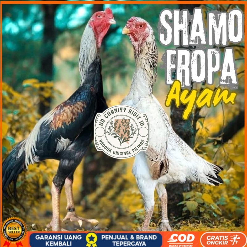 

telur ayam shamo eropa ori petarung bisa untuk di tetaskan UD GHANIYY BIBIT ID