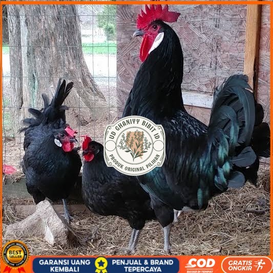 

Telur ayam white face spanish / telur ayam hias fertil siap kirim UD GHANIYY BIBIT ID